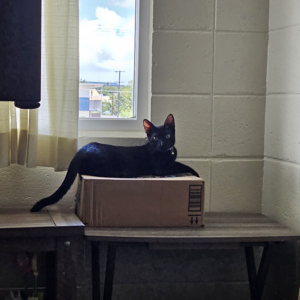 Meet your Posher, Delaney